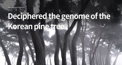 Professor-Kim-Seung-il's-team-succeeded-in-deciphering-the-genome-of-the-Korean-pine-tree-Jeongipumsong.jpg